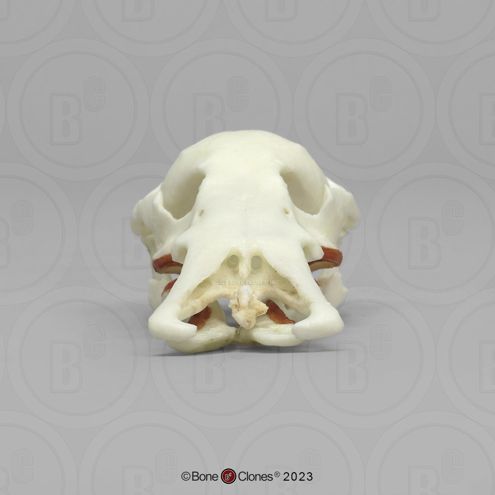 Bone Clones Small Mammal Skulls