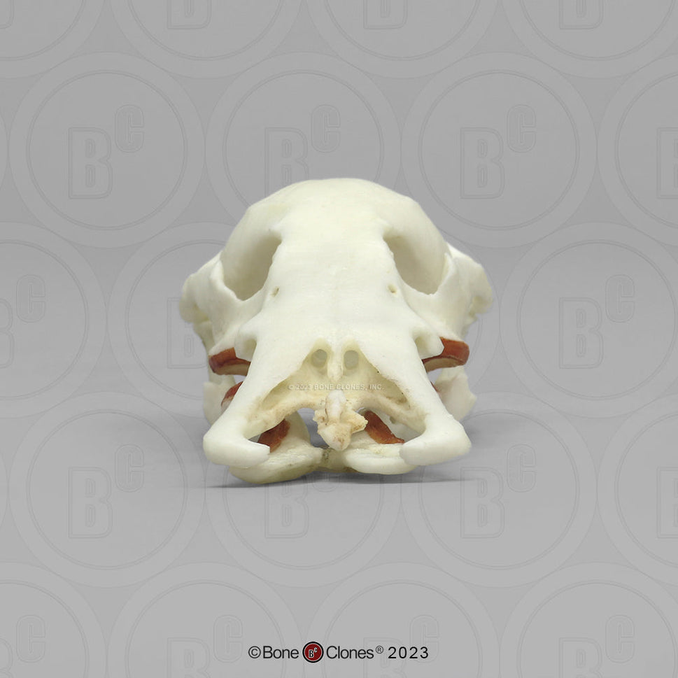 Bone Clones Small Mammal Skulls