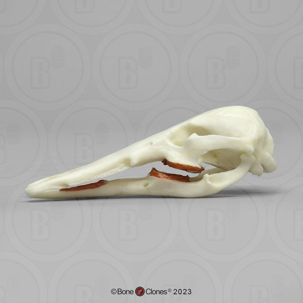 Bone Clones Small Mammal Skulls