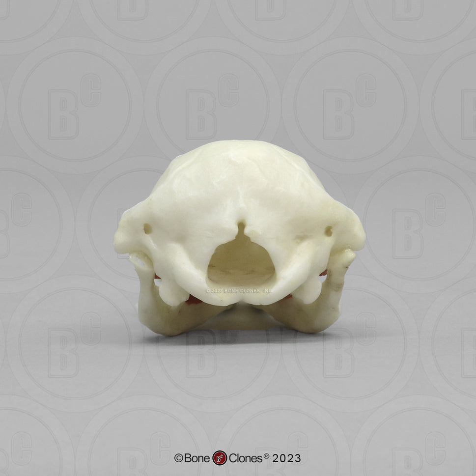 Bone Clones Small Mammal Skulls