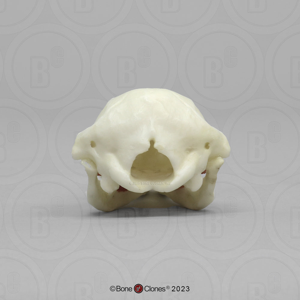 Bone Clones Small Mammal Skulls