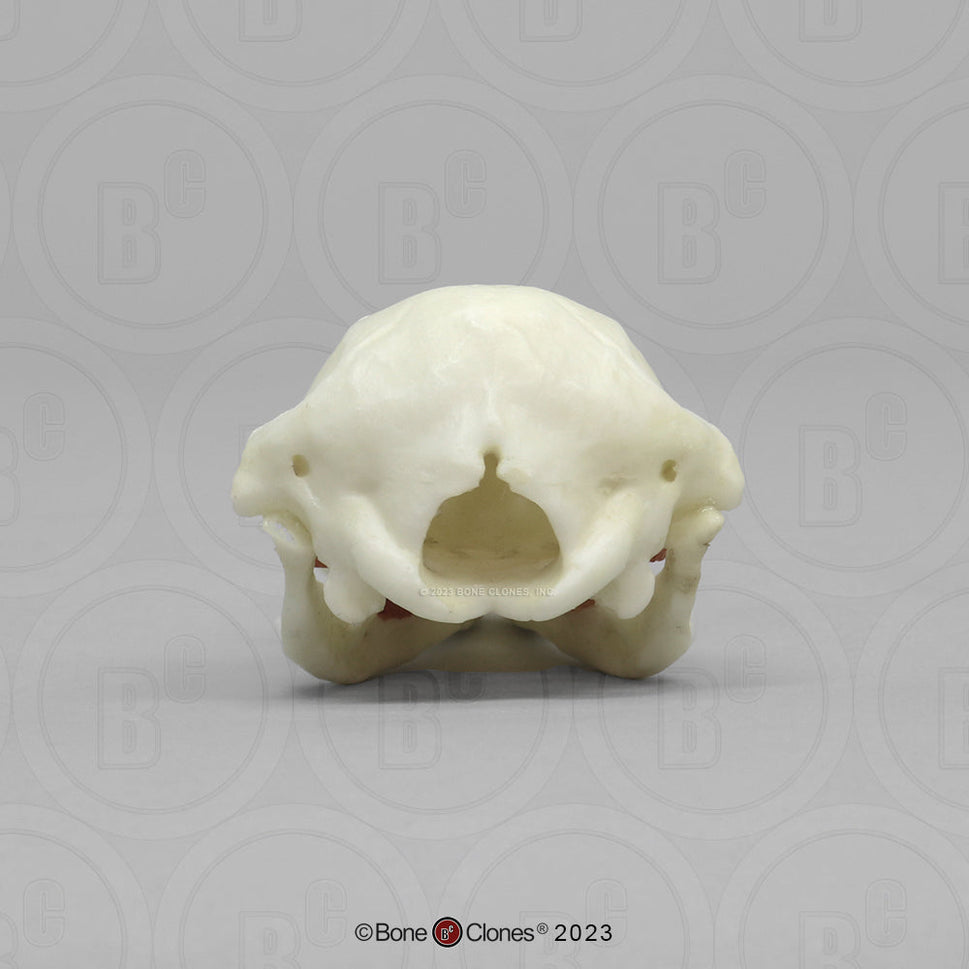 Bone Clones Small Mammal Skulls