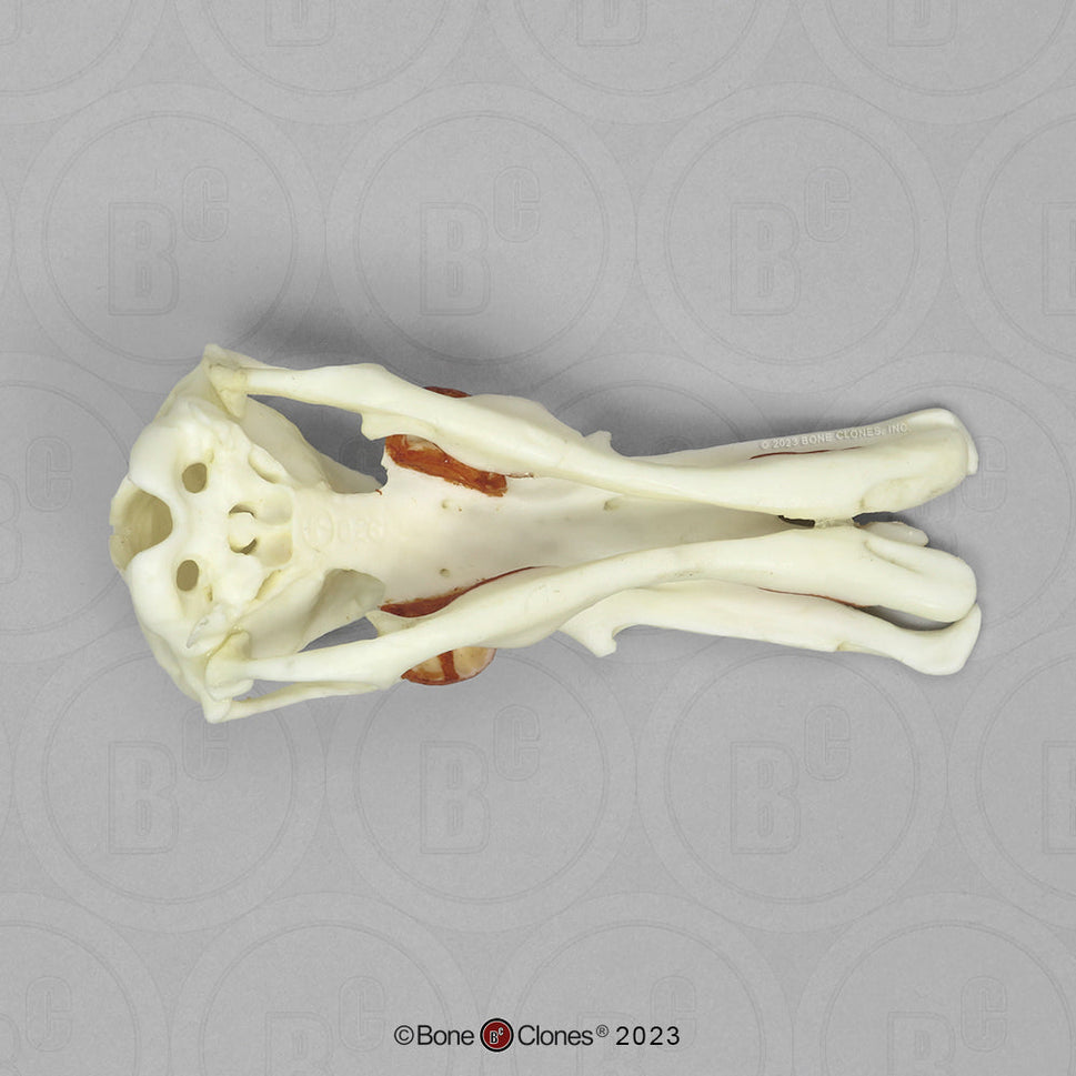 Bone Clones Small Mammal Skulls