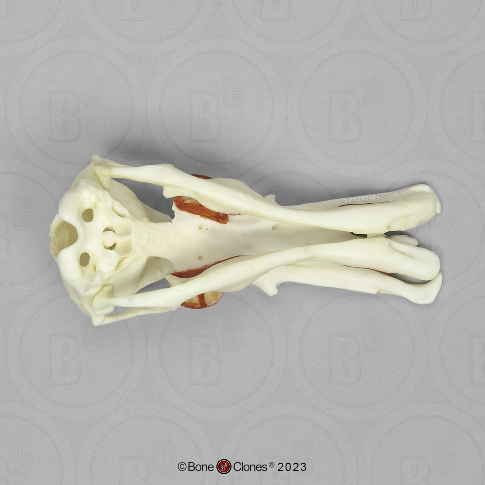 Bone Clones Small Mammal Skulls