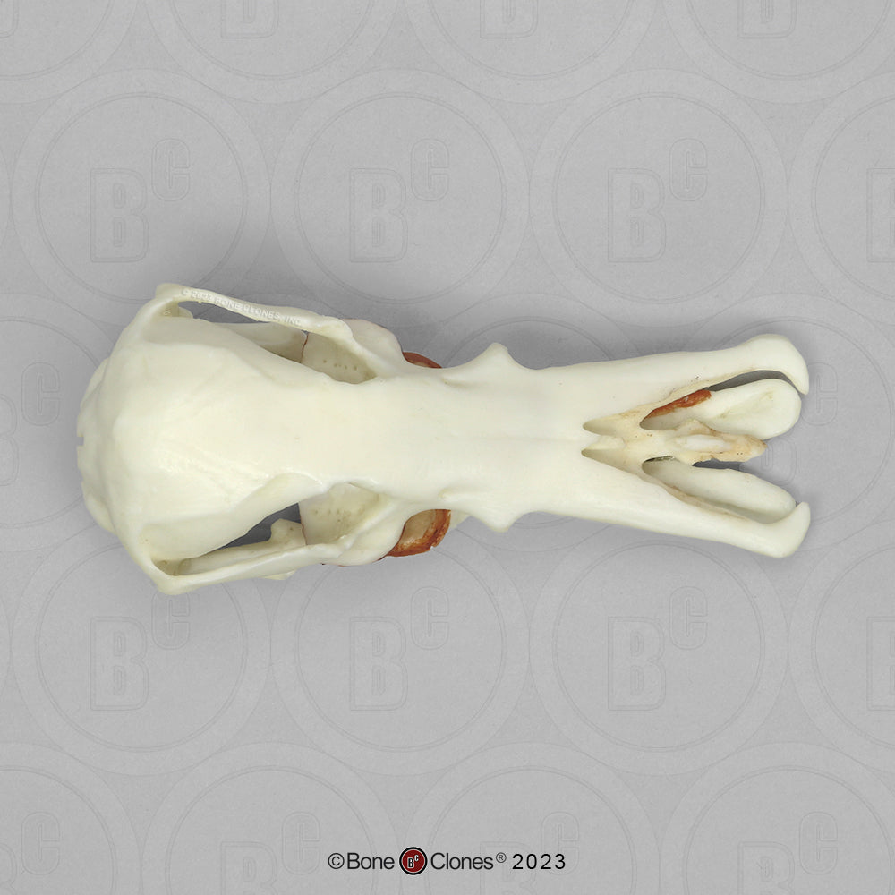 Bone Clones Small Mammal Skulls