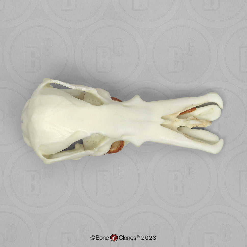 Bone Clones Small Mammal Skulls