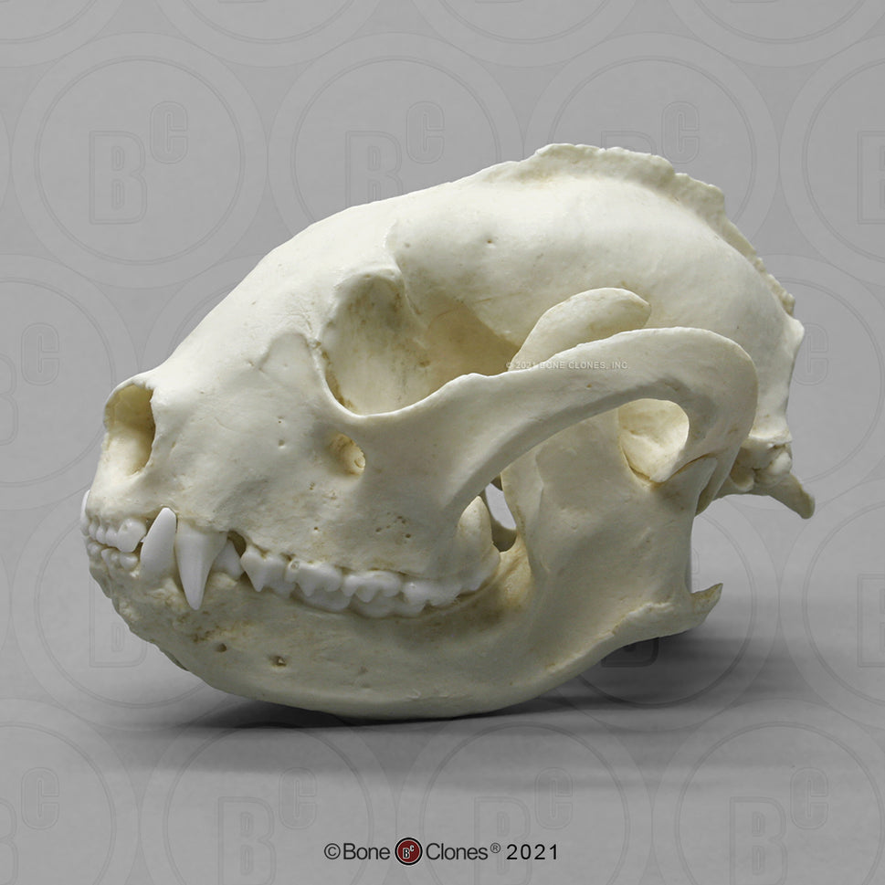 Bone Clones Small Mammal Skulls