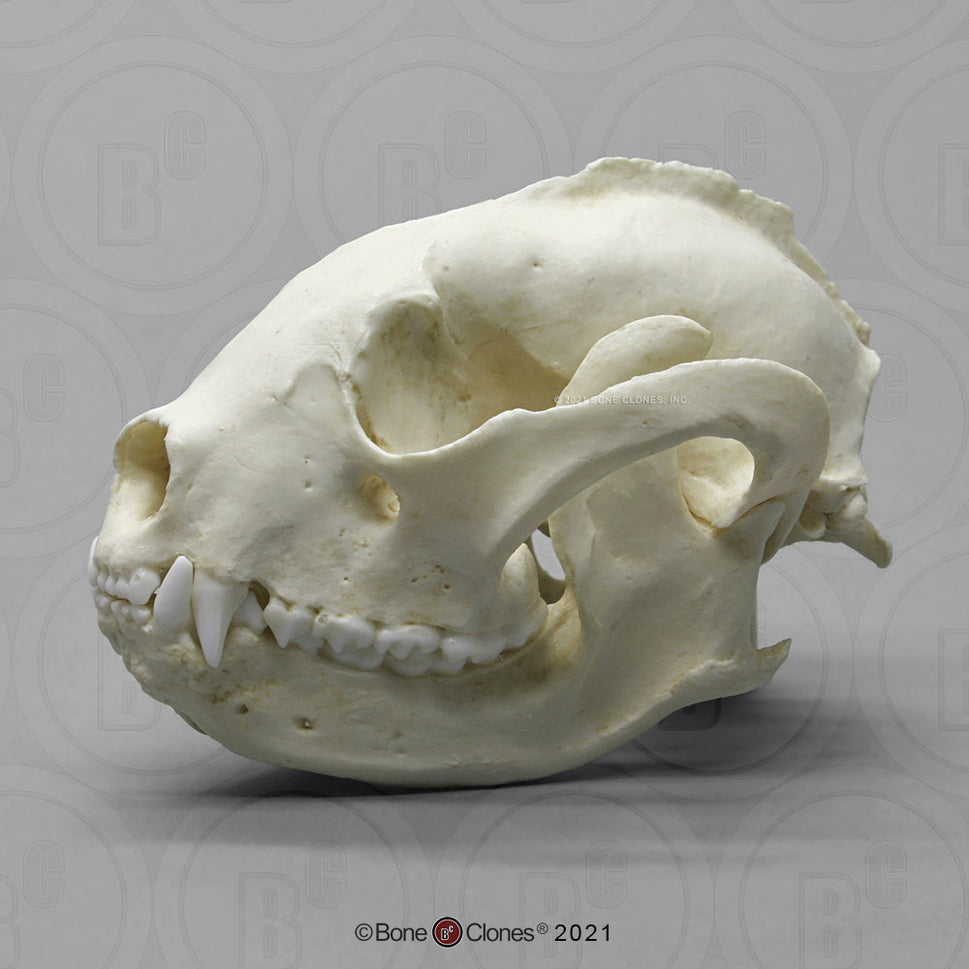 Bone Clones Small Mammal Skulls