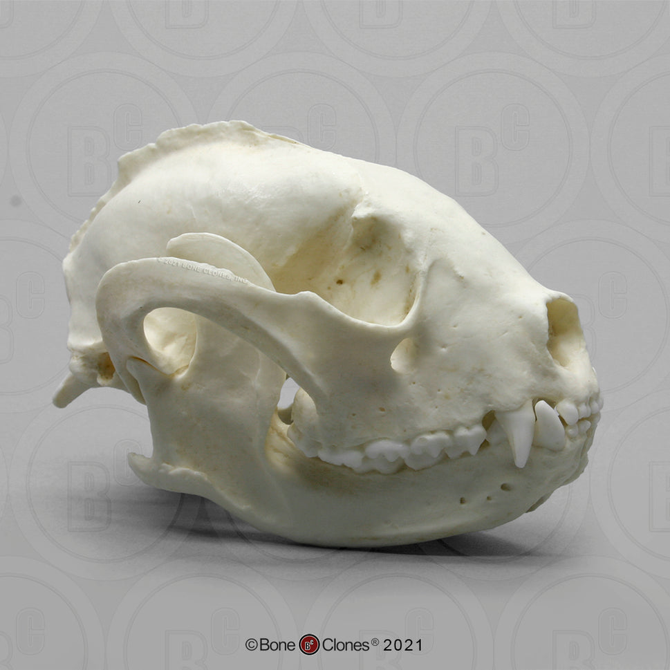 Bone Clones Small Mammal Skulls