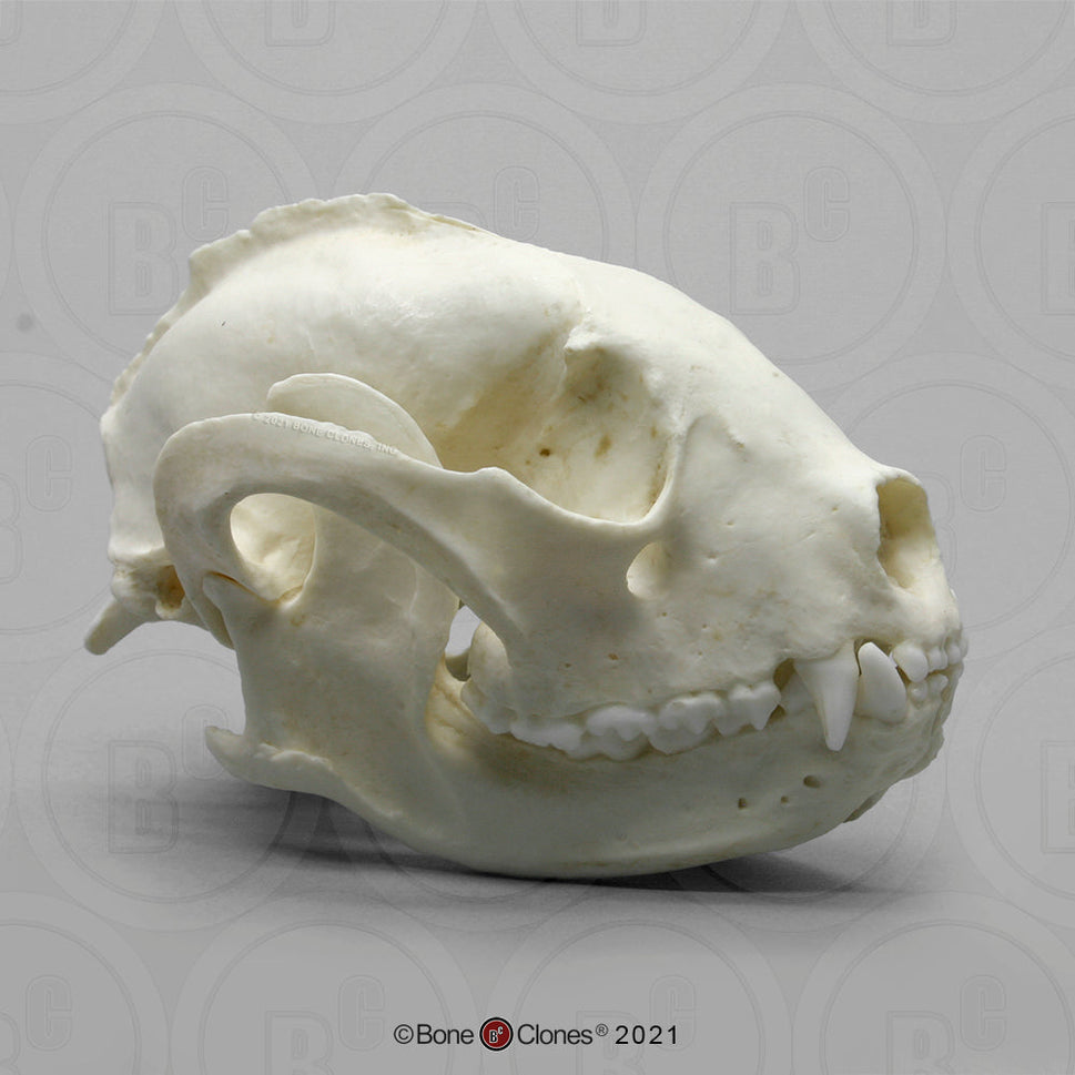 Bone Clones Small Mammal Skulls