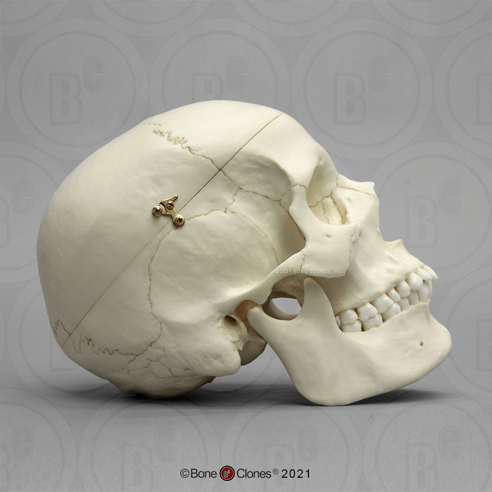 Bone Clones Anthropological Skulls