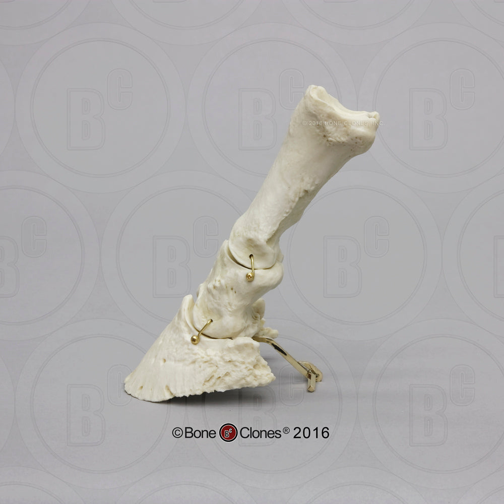 Bone Clones Equine Foot