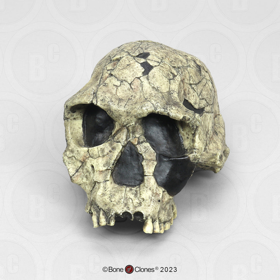 Bone Clones Homo Habilis  Hominin Skulls
