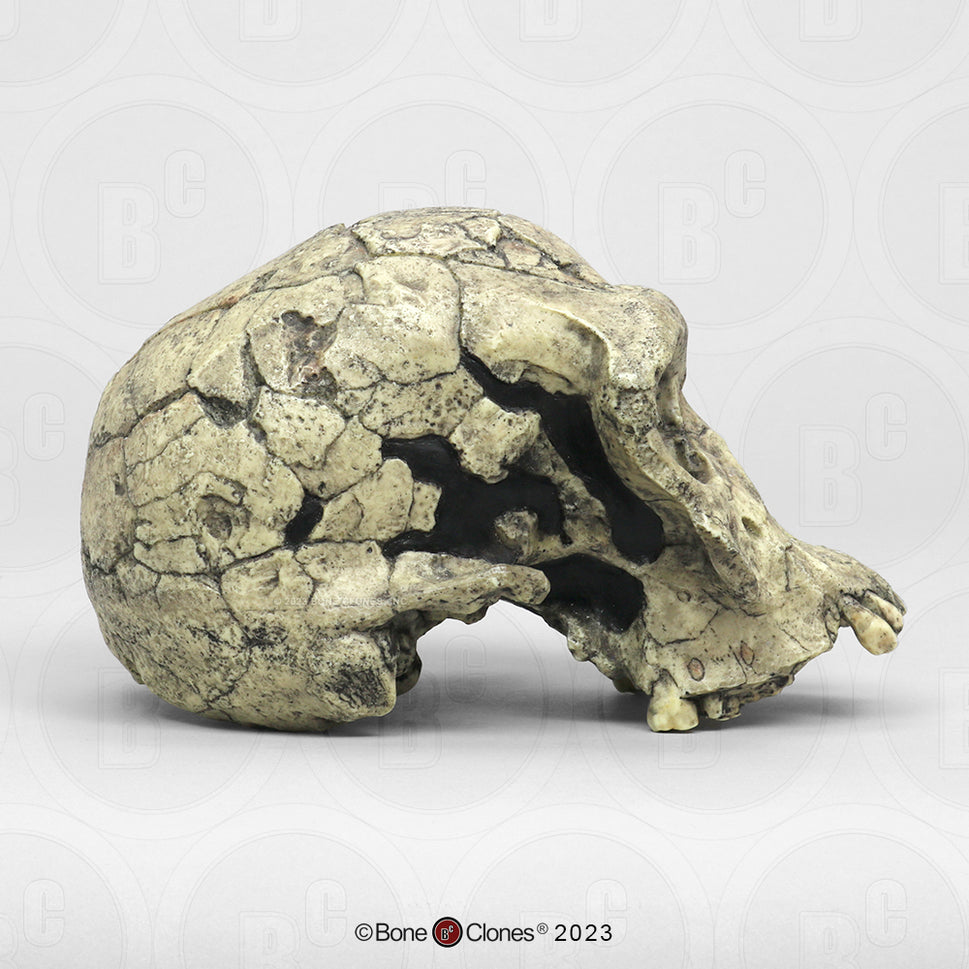 Bone Clones Homo Habilis  Hominin Skulls