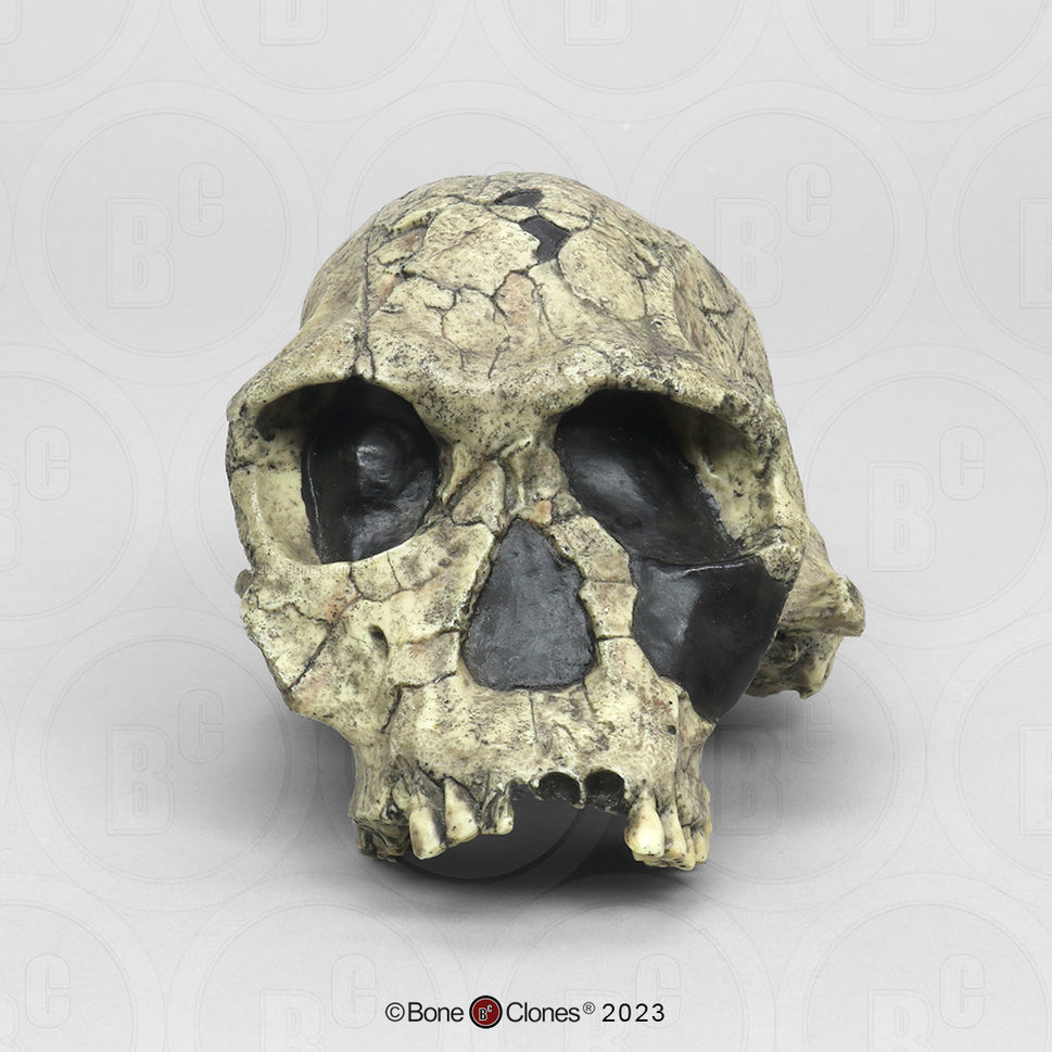 Bone Clones Homo Habilis  Hominin Skulls