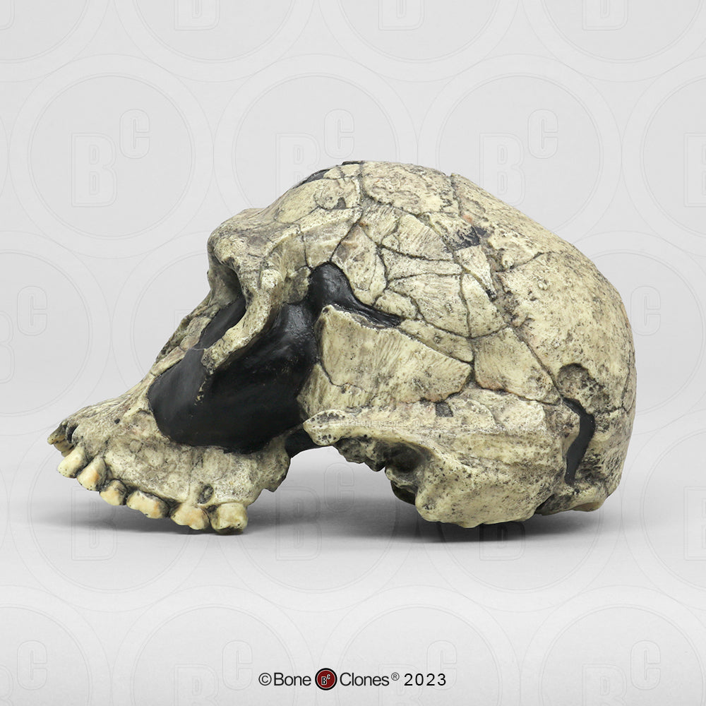 Bone Clones Homo Habilis Hominin Skulls