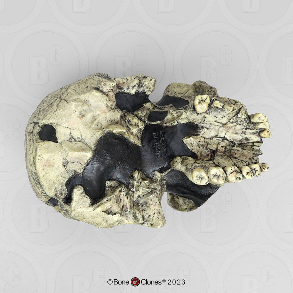 Bone Clones Homo Habilis  Hominin Skulls