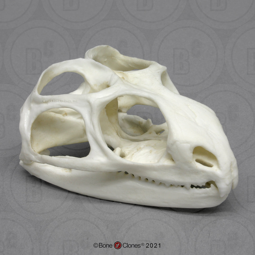 Bone Clones Reptile and Amphibian Skulls