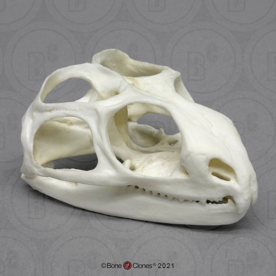 Bone Clones Reptile and Amphibian Skulls