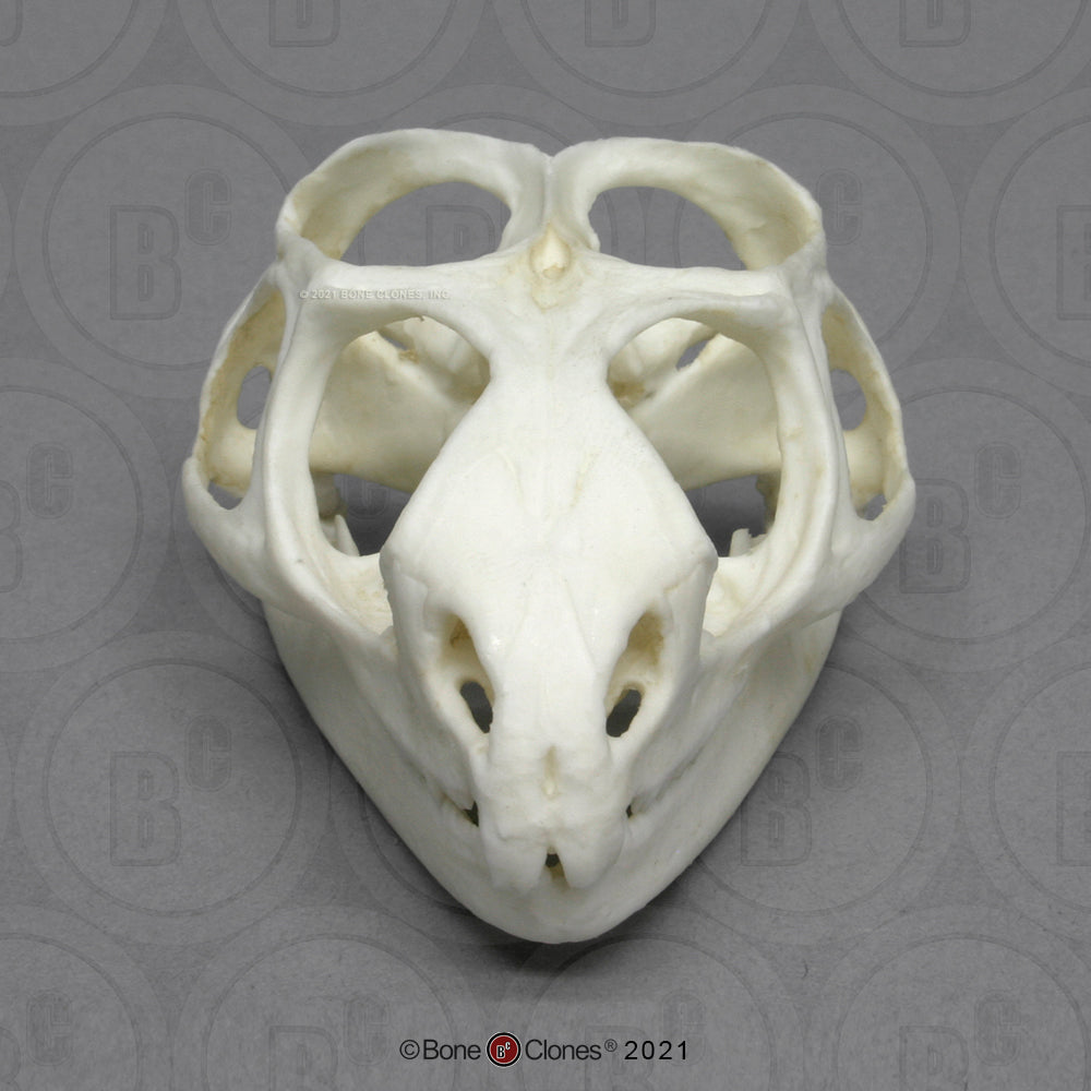 BC-028 Tuatara Skull front top