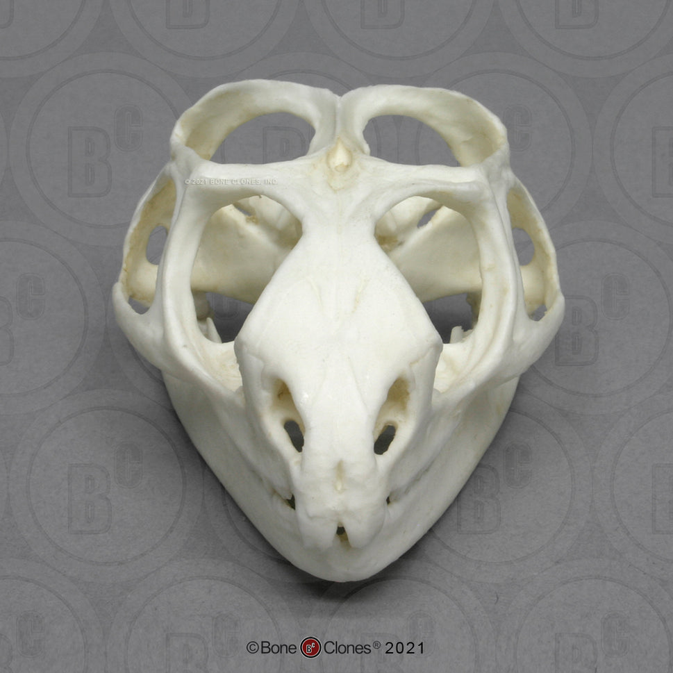 Bone Clones Reptile and Amphibian Skulls