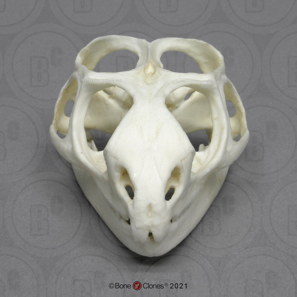 Bone Clones Reptile and Amphibian Skulls