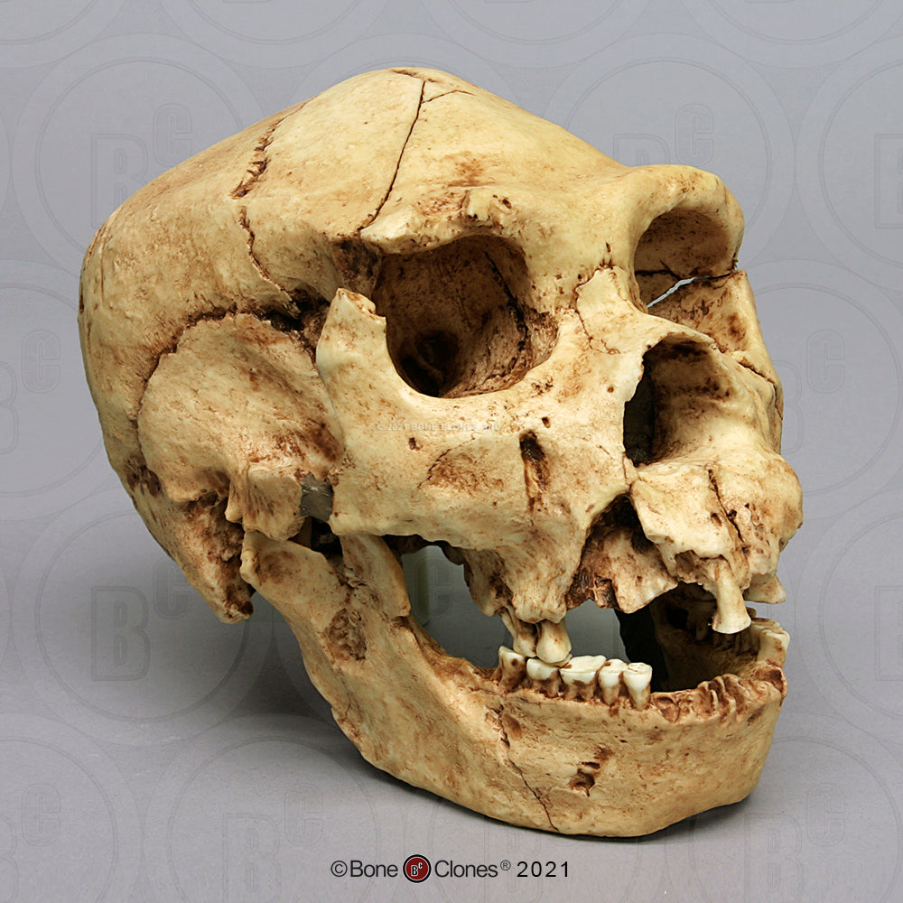 Bone Clones Homo Heidelbergensis Hominin Skulls