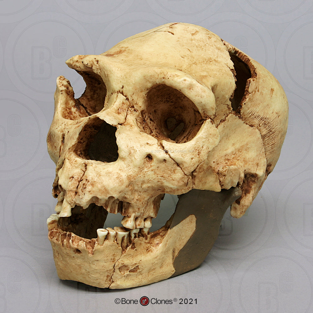 Bone Clones Homo Heidelbergensis Hominin Skulls