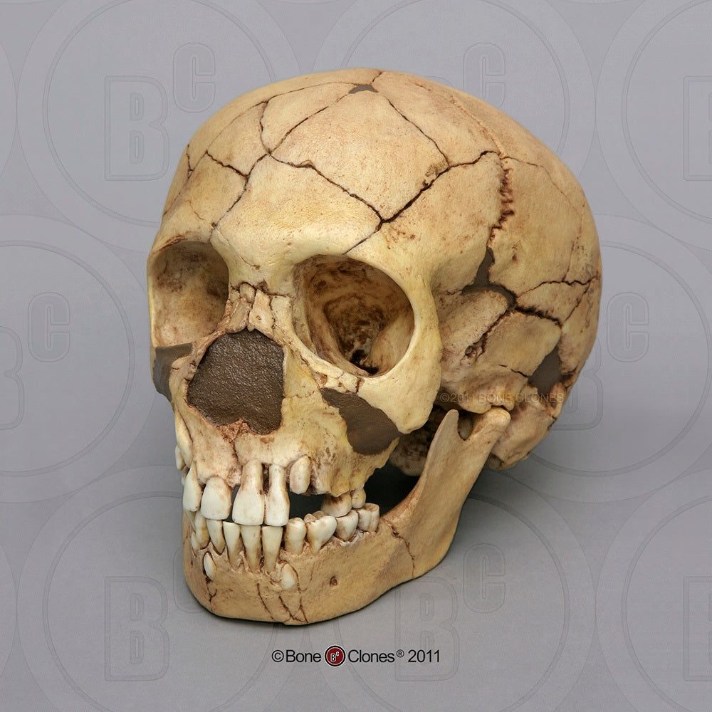 Bone Clones Homo Neanderthalensis Hominin Skulls