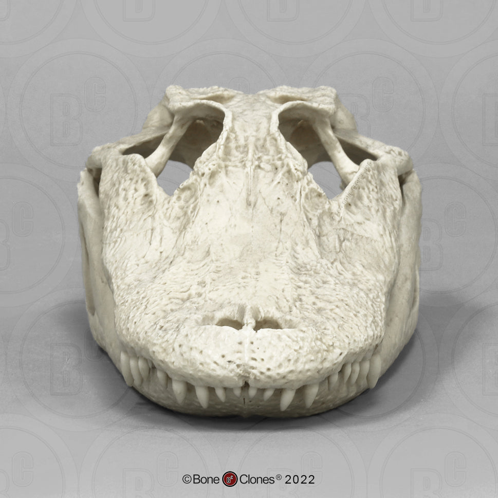 Bone Clones Reptile and Amphibian Skulls