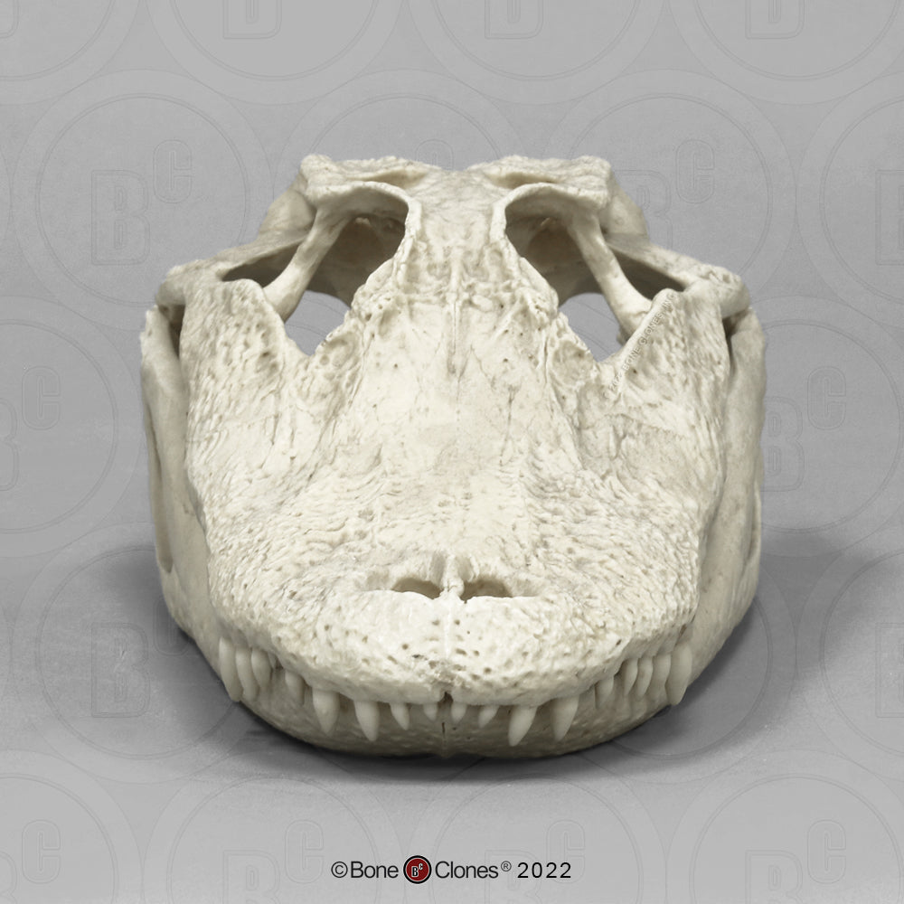 Bone Clones Reptile and Amphibian Skulls