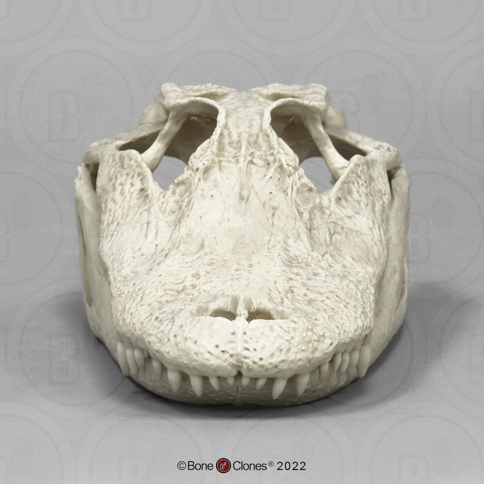 Bone Clones Reptile and Amphibian Skulls