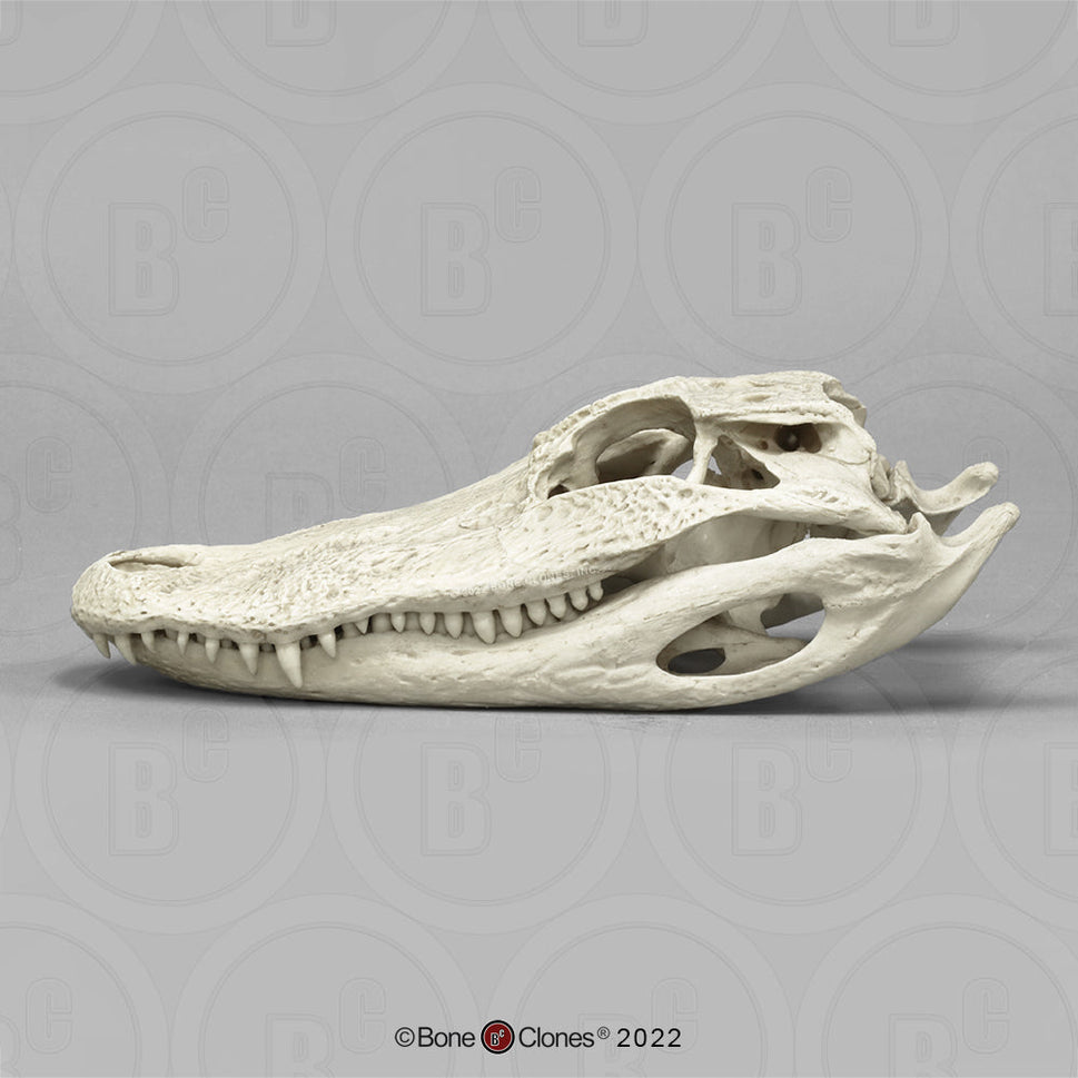 Bone Clones Reptile and Amphibian Skulls