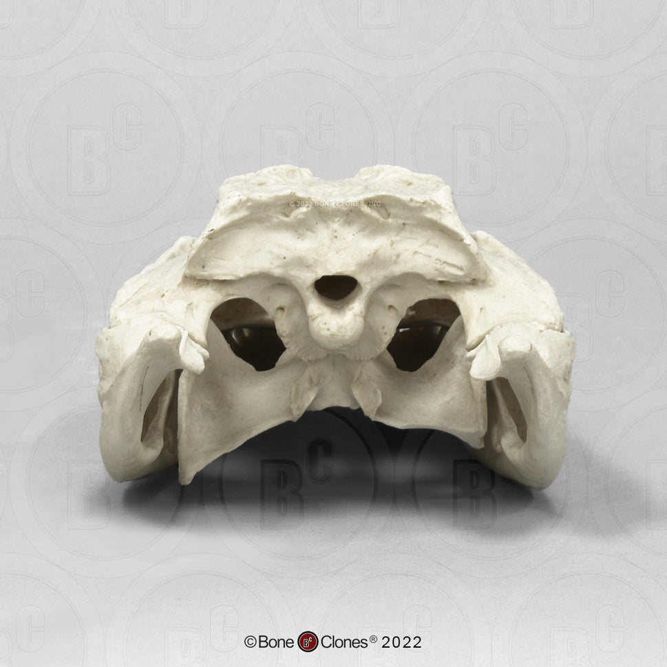 Bone Clones Reptile and Amphibian Skulls