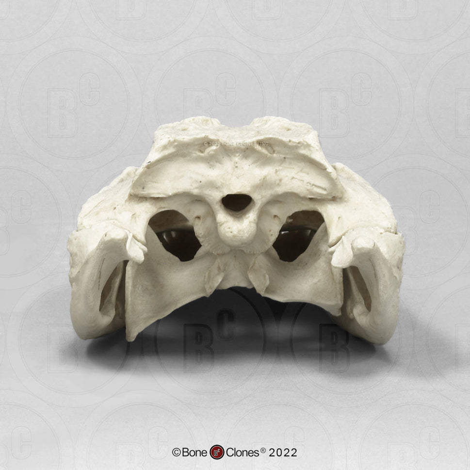 Bone Clones Reptile and Amphibian Skulls