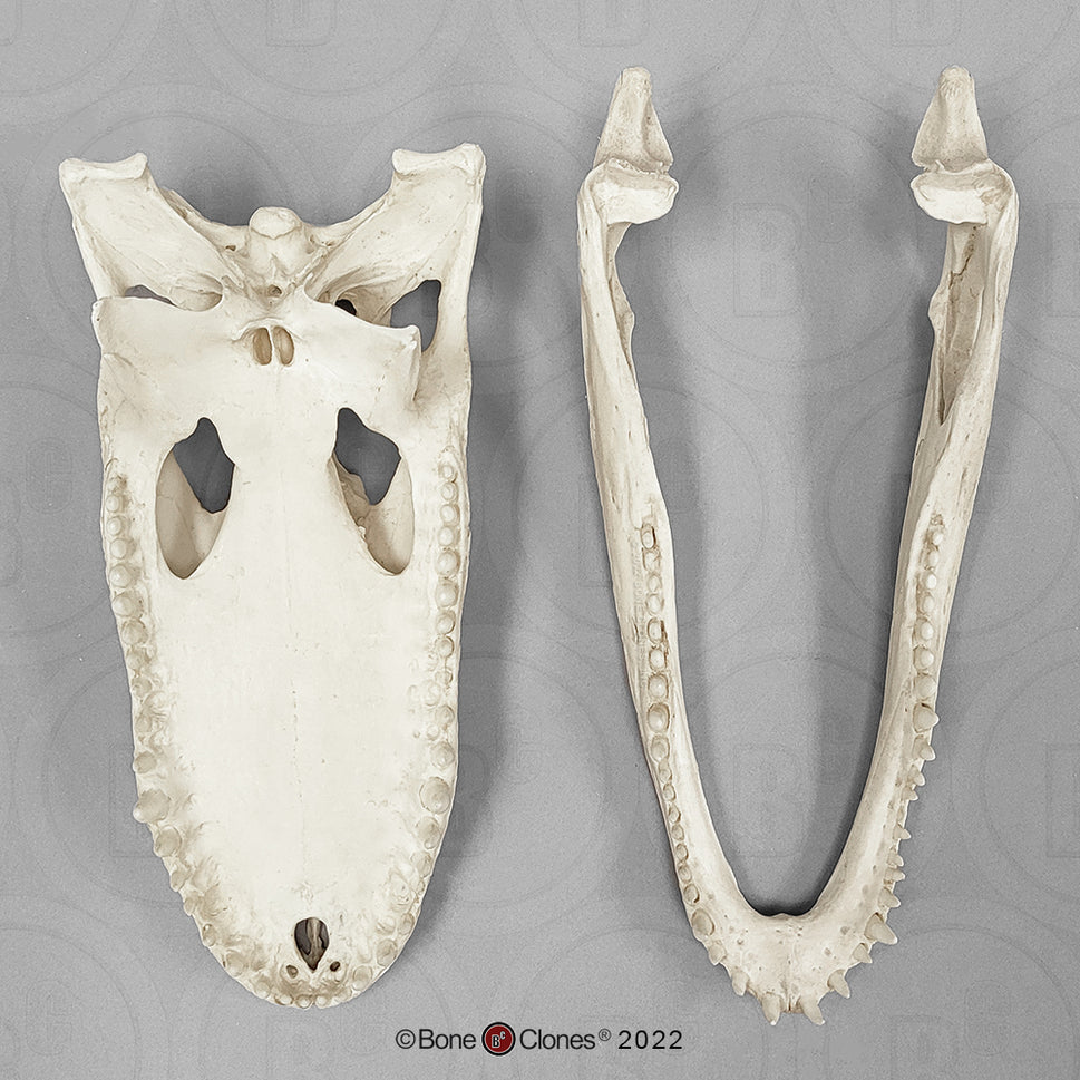 Bone Clones Reptile and Amphibian Skulls