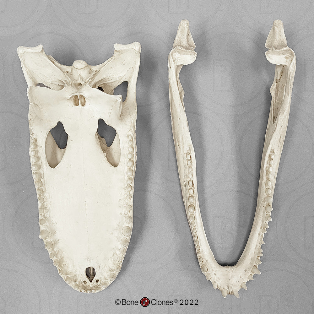 Bone Clones Reptile and Amphibian Skulls