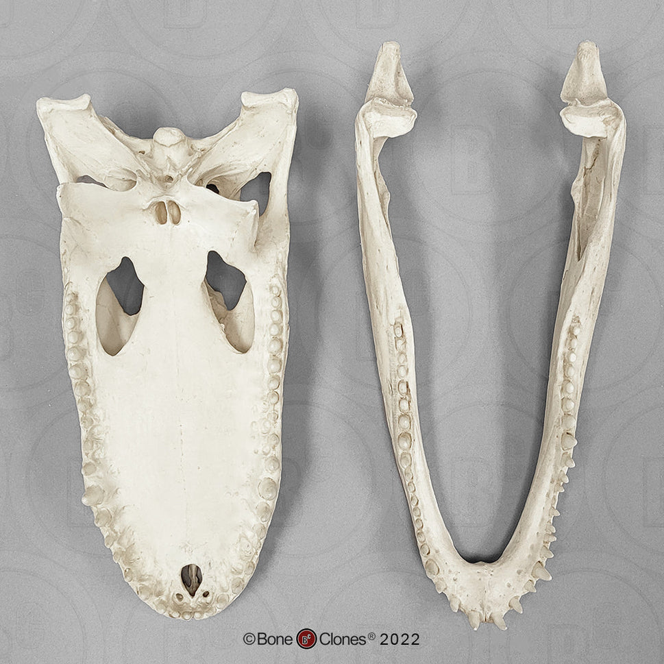 Bone Clones Reptile and Amphibian Skulls