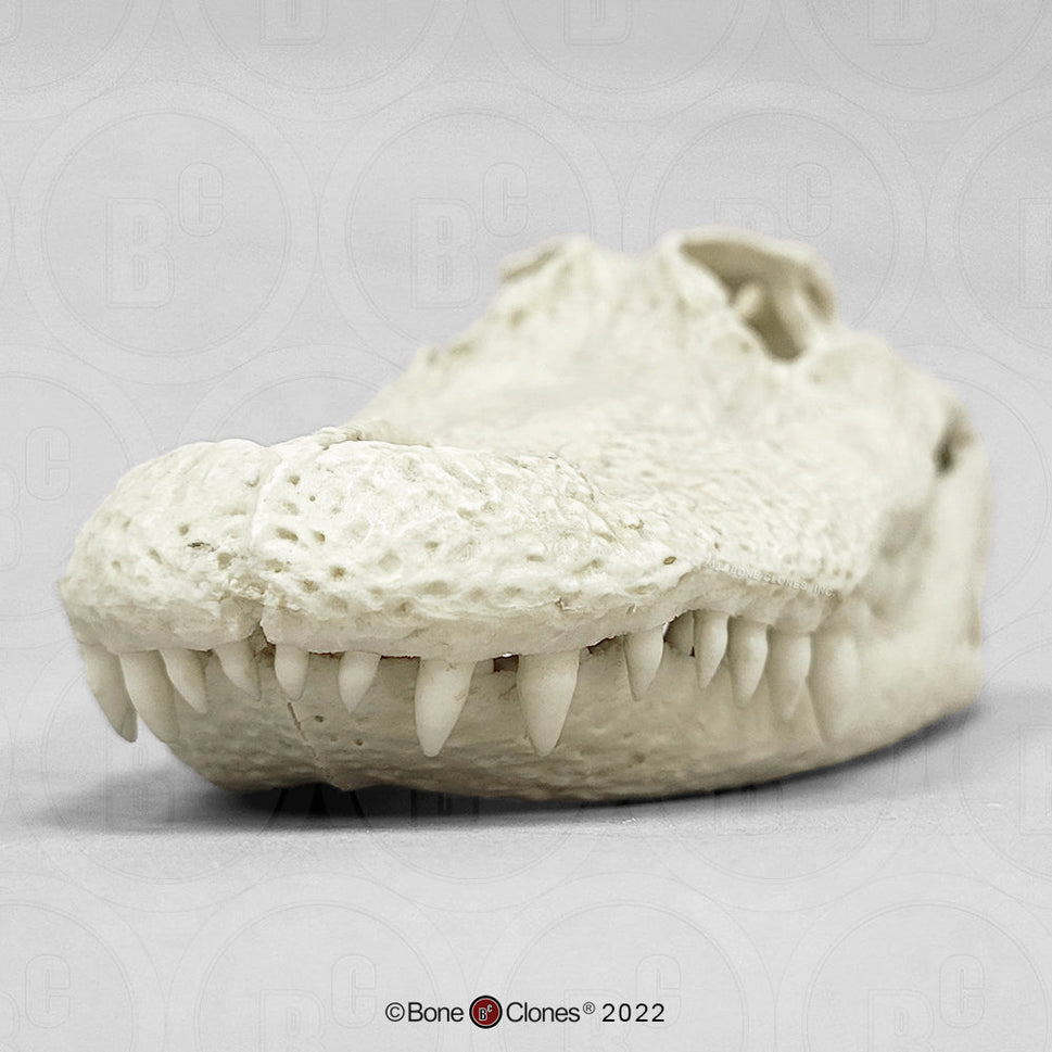 Bone Clones Reptile and Amphibian Skulls