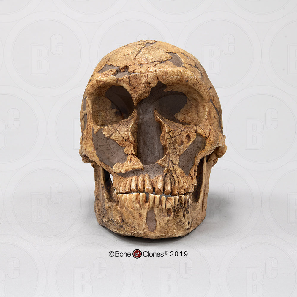 Bone Clones Homo Neanderthalensis Hominin Skulls