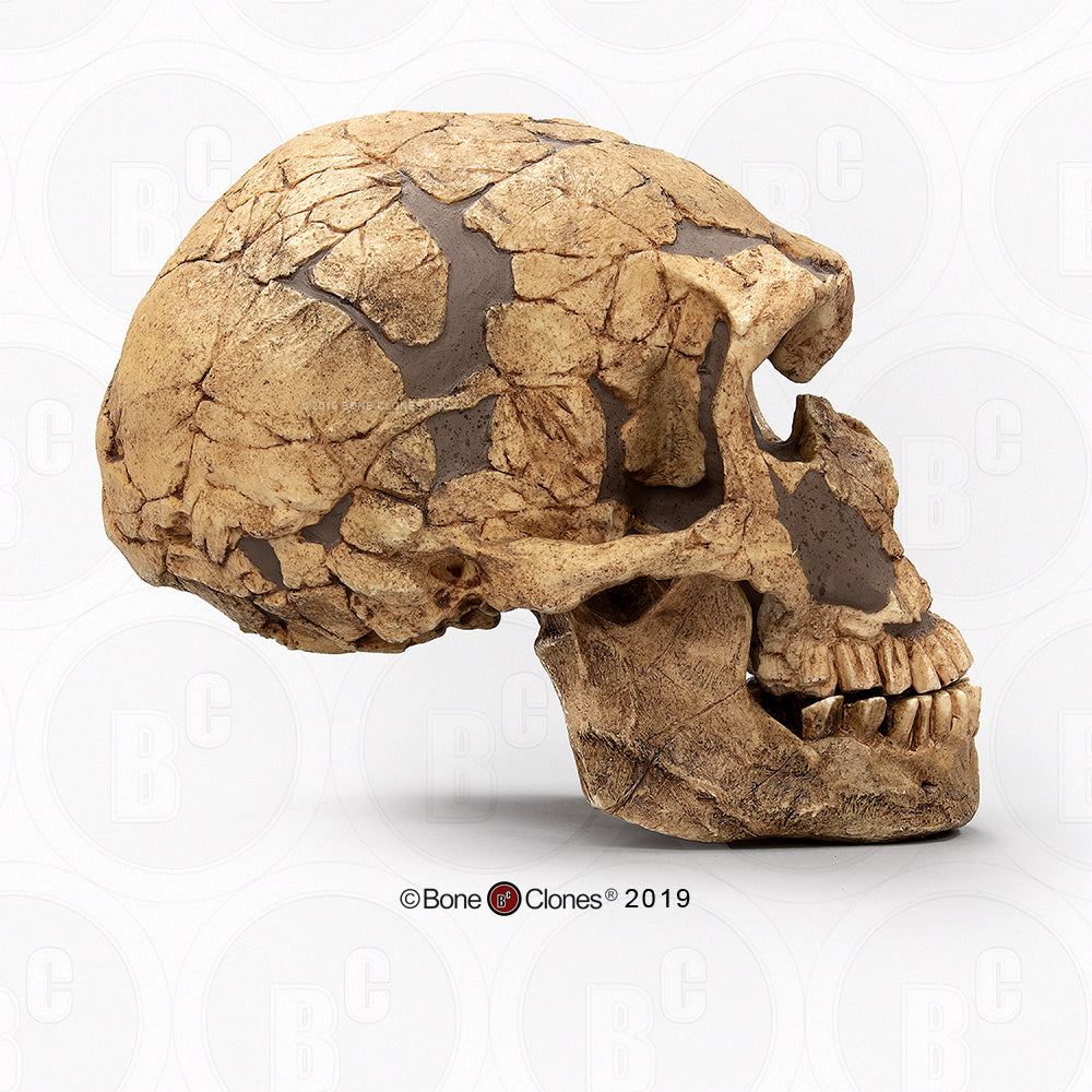 Bone Clones Homo Neanderthalensis Hominin Skulls