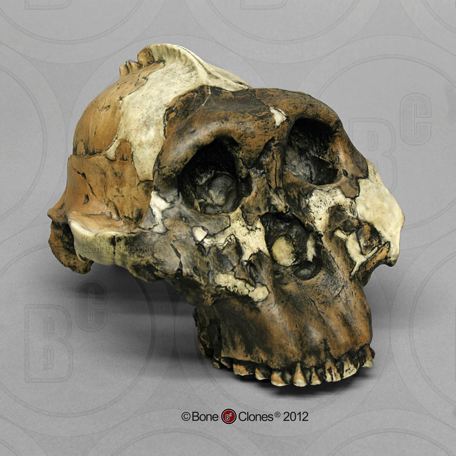 Bone Clones Australopithecus Hominin Skulls