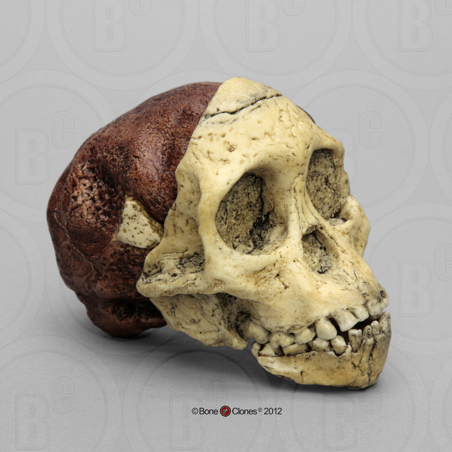 Bone Clones Australopithecus Hominin Skulls