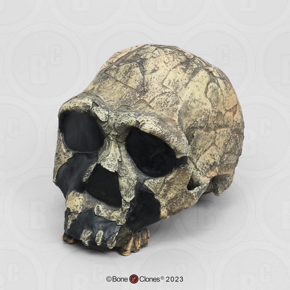 Bone Clones Homo Ergaster Hominin Skulls