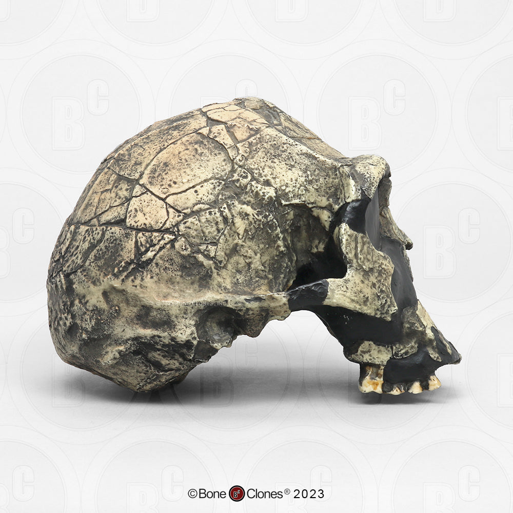 Bone Clones Homo Ergaster Hominin Skulls