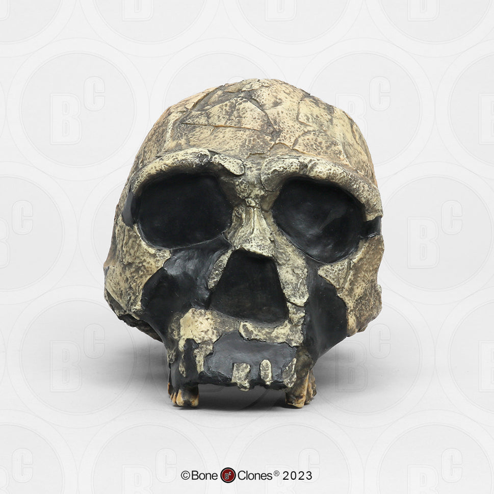Bone Clones Homo Ergaster Hominin Skulls