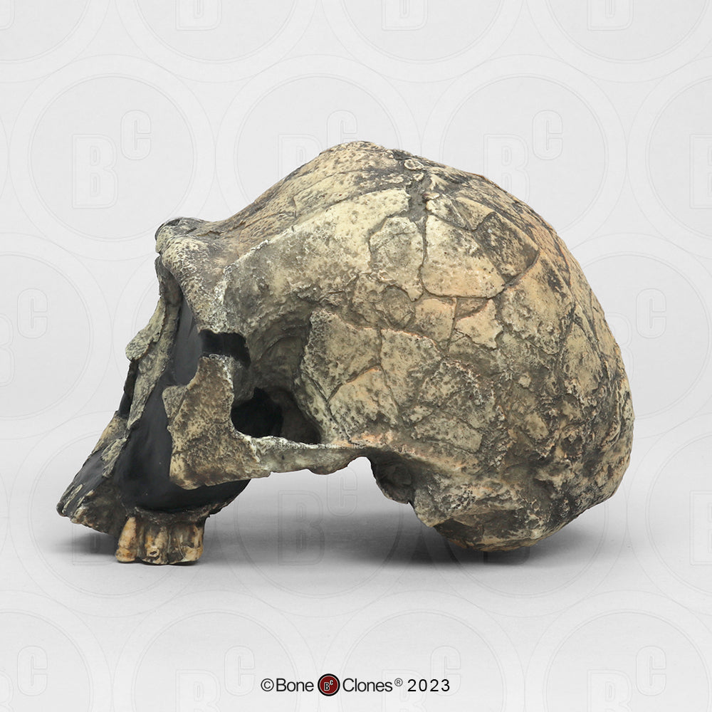 Bone Clones Homo Ergaster Hominin Skulls