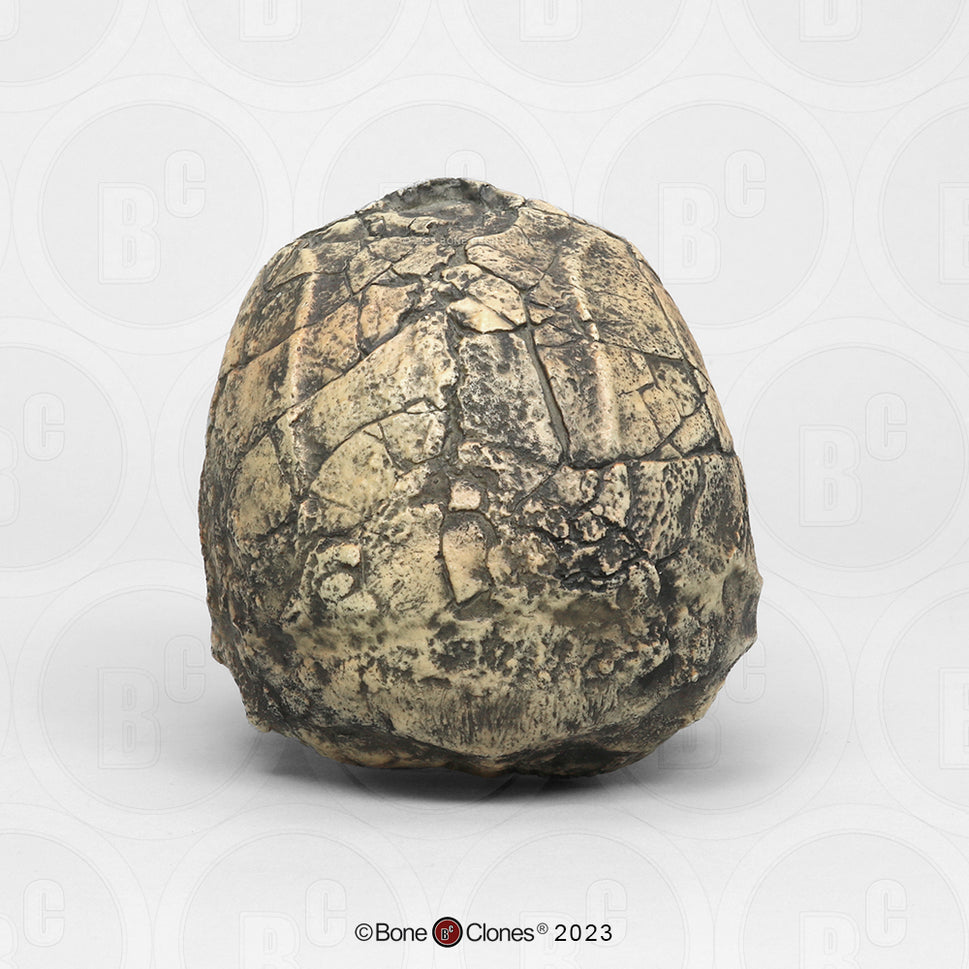 Bone Clones Homo Ergaster Hominin Skulls