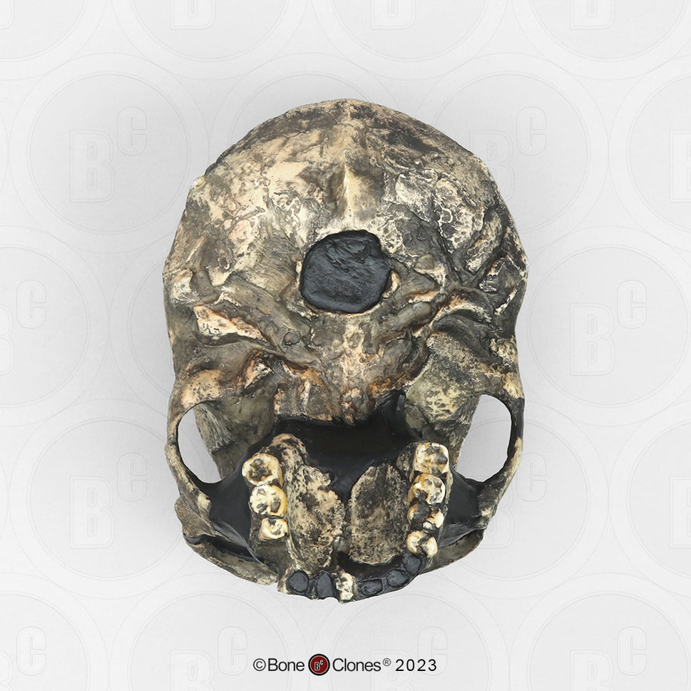 Bone Clones Homo Ergaster Hominin Skulls