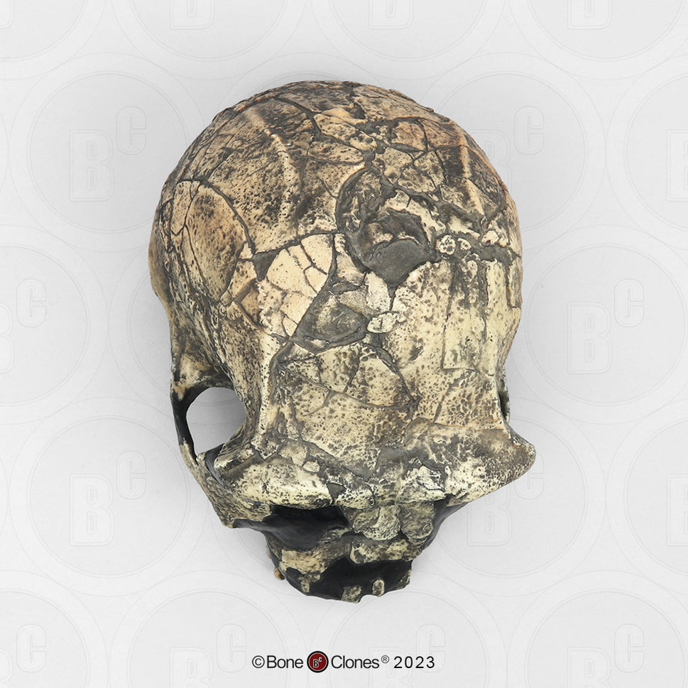 Bone Clones Homo Ergaster Hominin Skulls